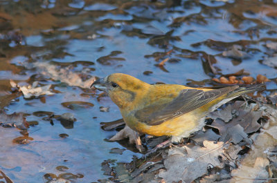 Common Crosbill / Kruisbek