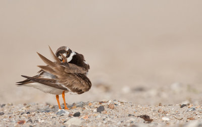 Ringed plover / Bontbekplevier