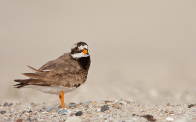 Ringed plover / Bontbekplevier