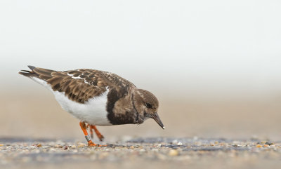 Ruddy turnstone / Steenloper