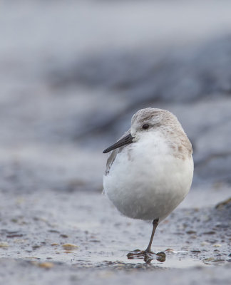 Sanderling / Drieteenstrandloper 