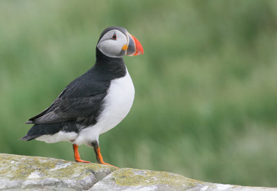 Puffin / Papegaaiduiker