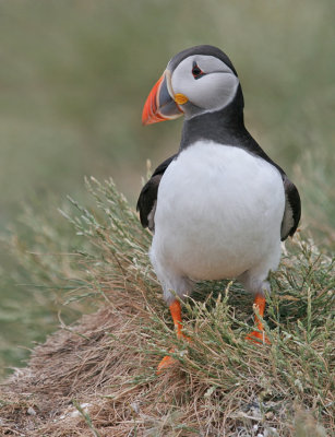 Puffin / Papegaaiduiker