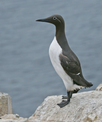 Guillemot / Zeekoet 