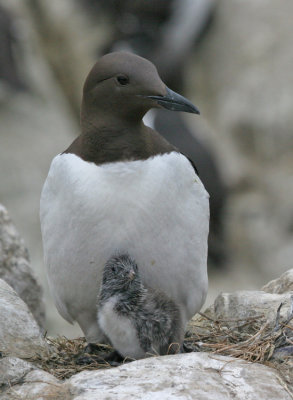 Guillemot / Zeekoet 