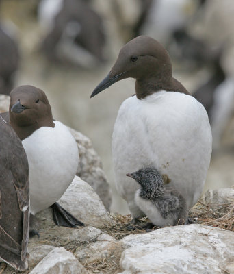 Guillemot / Zeekoet 