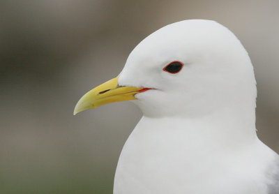 Kittiwake / Drieteenmeeuw