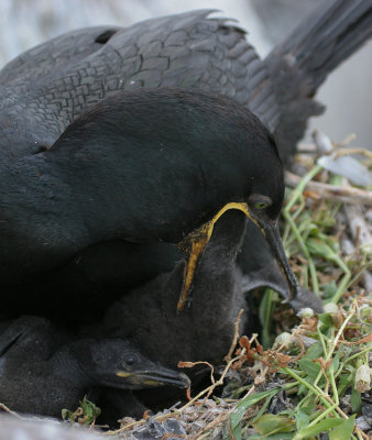 Shag / Kuifaalscholver 