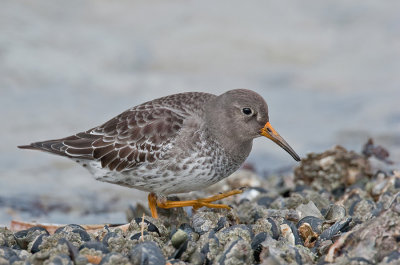 Purple Sandpiper / Paarse Strandloper 