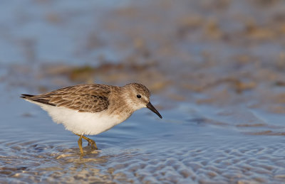 Least sandpiper / Kleinste strandloper