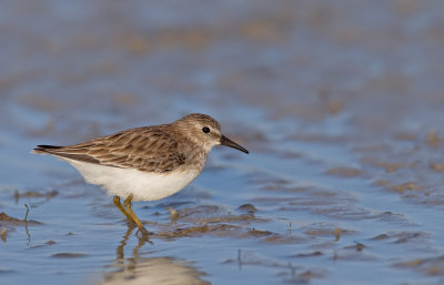 Least sandpiper / Kleinste strandloper