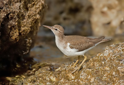Spotted sandpiper / Amerikaanse oeverloper