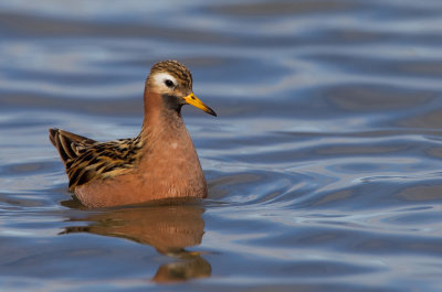 Grey Phalarope / Rosse Franjepoot 