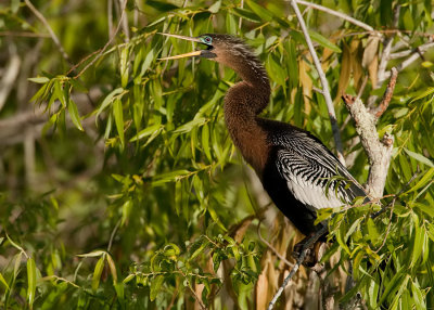 Anhinga / Amerikaanse Slangenhalsvogel