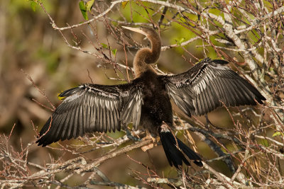 Anhinga / Amerikaanse Slangenhalsvogel