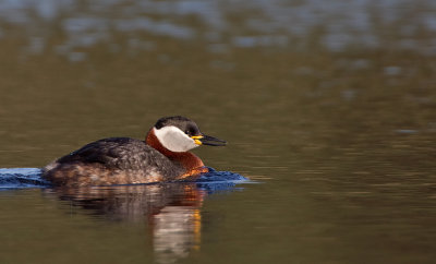 Red-necked grebe / Roodhalsfuut