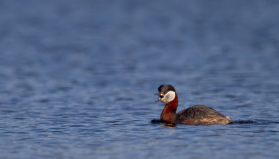 Red-necked grebe / Roodhalsfuut