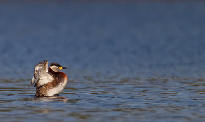 Red-necked grebe / Roodhalsfuut
