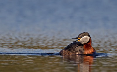 Red-necked grebe / Roodhalsfuut