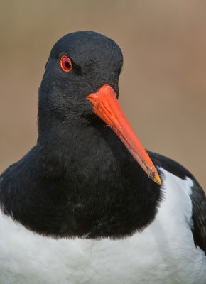 Oystercatcher / Scholekster