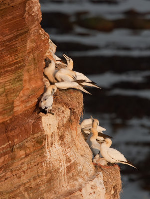 Gannet / Jan van Gent