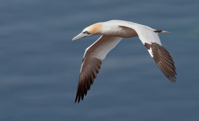 Gannet / Jan van Gent