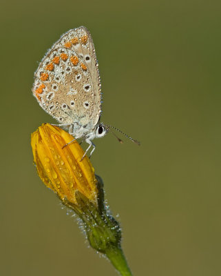 Common blue / Icarusblauwtje