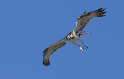 North American Osprey / Noord Amerikaanse Visarend (P.H. Carolinensis)