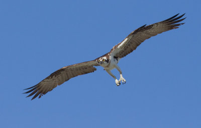 North American Osprey / Noord Amerikaanse Visarend (P.H. Carolinensis)