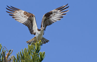 North American Osprey / Noord Amerikaanse Visarend (P.H. Carolinensis)