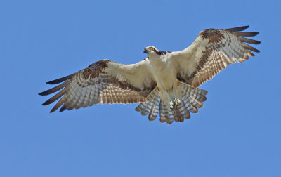 North American Osprey / Noord Amerikaanse Visarend (P.H. Carolinensis)