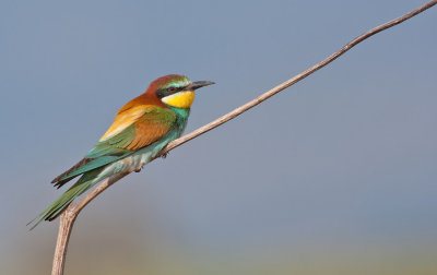 European Bee-eater / Bijeneter