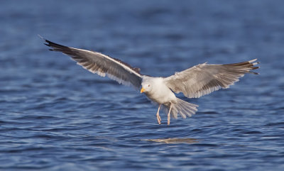 Greater Black-backed Gull / Grote mantelmeeuw