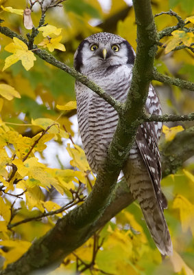 Northern Hawk-Owl / Sperweruil