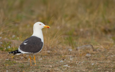 Lesser Black-backed Gull / Kleine mantelmeeuw