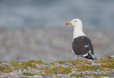 Lesser Black-backed Gull / Kleine mantelmeeuw