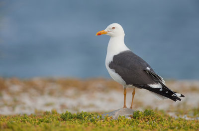 Lesser Black-backed Gull / Kleine mantelmeeuw