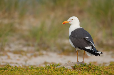 Lesser Black-backed Gull / Kleine mantelmeeuw