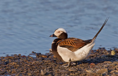 Long-tailed duck / IJseend 