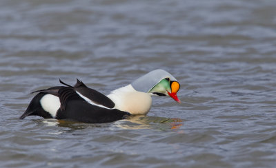 King eider / Koningseider