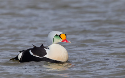 King eider / Koningseider