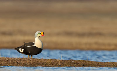 King eider / Koningseider