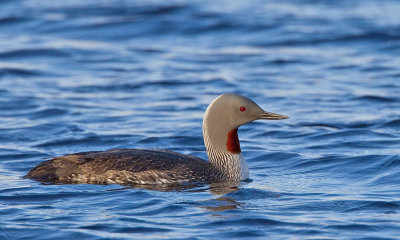 Red-throated Diver / Roodkeelduiker