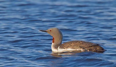 Red-throated Diver / Roodkeelduiker