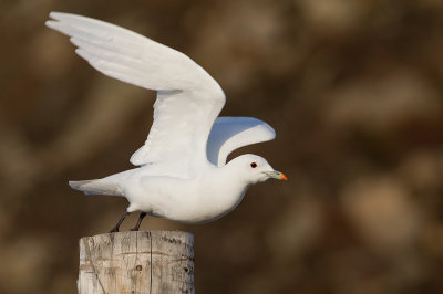 Ivory gull / Ivoormeeuw