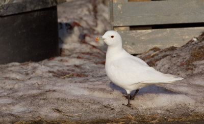 Ivory gull / Ivoormeeuw
