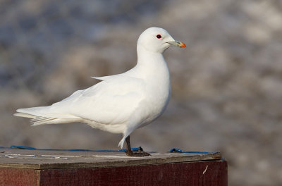 Ivory gull / Ivoormeeuw