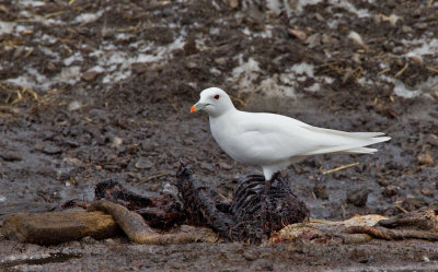 Ivory gull / Ivoormeeuw