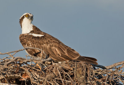 North American Osprey / Noord Amerikaanse Visarend (P.H. Carolinensis)