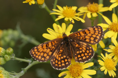 Heath Fritillary / Bosparelmoervlinder 